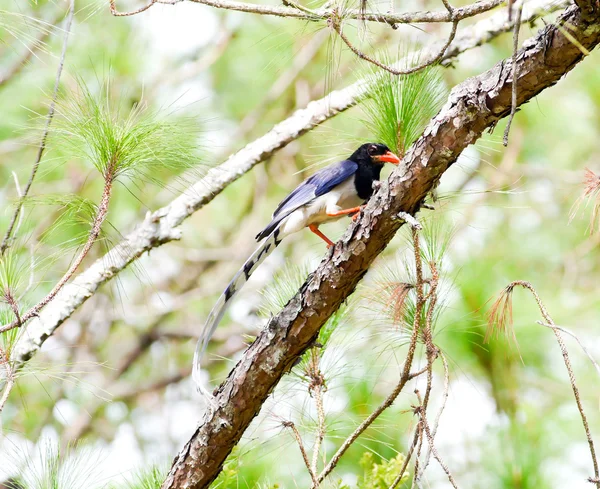 Red-billed blue magpie . — Stock Photo, Image