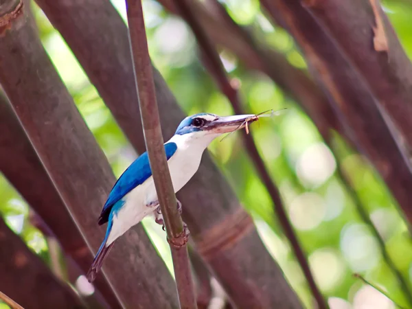 Collared Kingfisher — Stock Photo, Image
