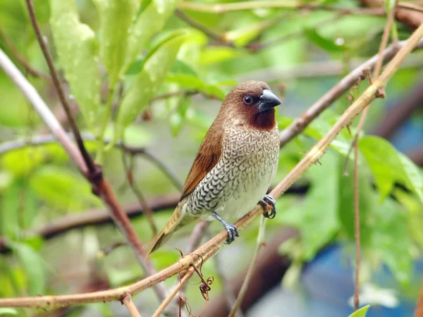 Bird scaly breasted munia . — Stock Photo, Image