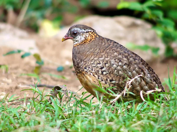 Fjällig Partridge . — Stockfoto