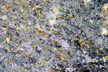 Kanaldaki çöpler .