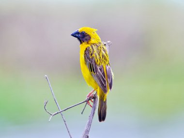 Asya altın dokumacı