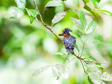 Kuş bantlı kingfisher .