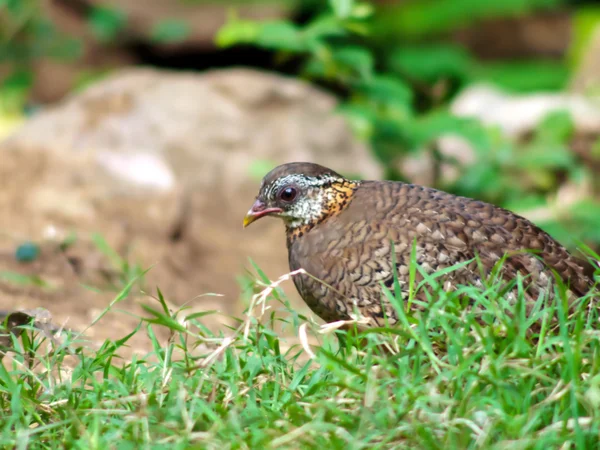 Fjällig Partridge . — Stockfoto