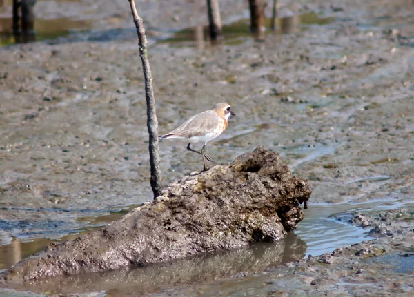 Maior plover de areia — Fotografia de Stock