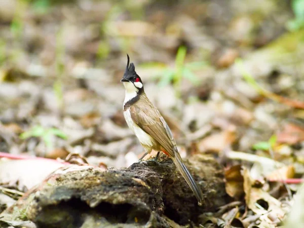 Red-whiskered bulbul — Stock Photo, Image