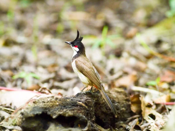 Red-whiskered bulbul — Stock Photo, Image