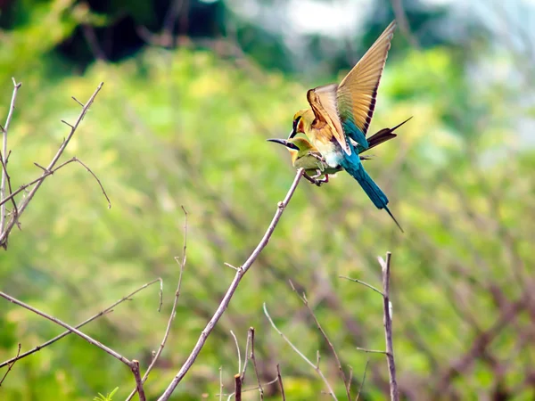 Pták modrá sledoval bee-eater. — Stock fotografie