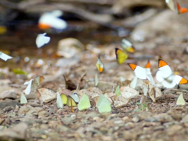 Schmetterling . — Stockfoto