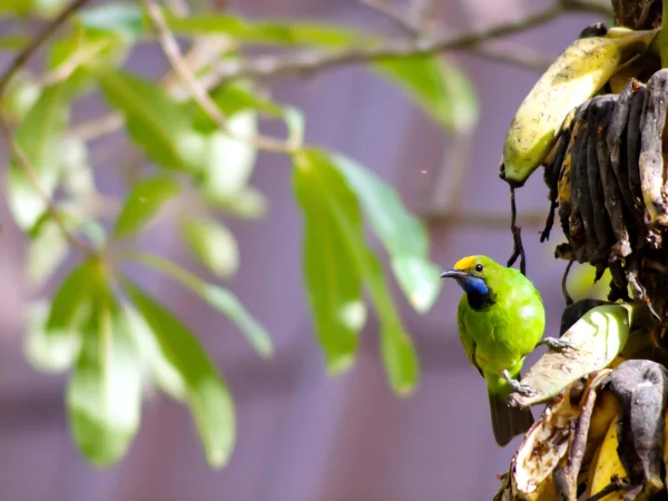 Blattvogel — Stockfoto