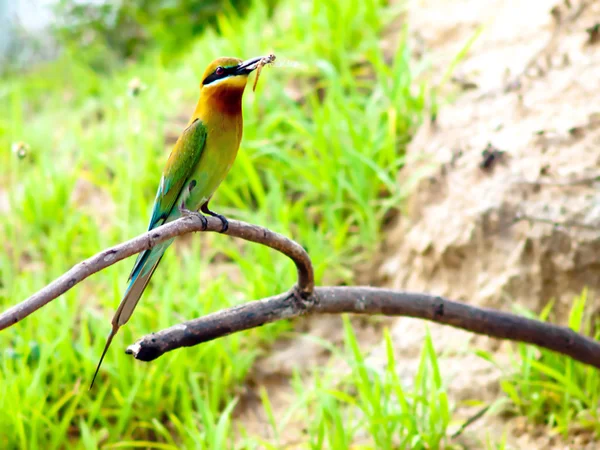 Aves abejorros de cola azul . — Foto de Stock