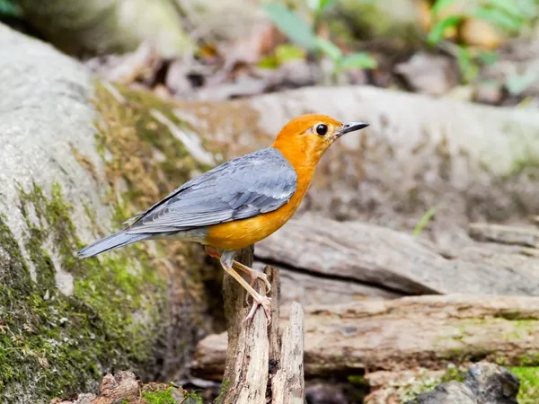 Tordo testa d'arancia — Foto Stock