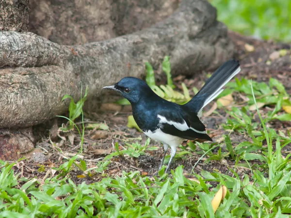 Oryantal saksağan robin — Stok fotoğraf