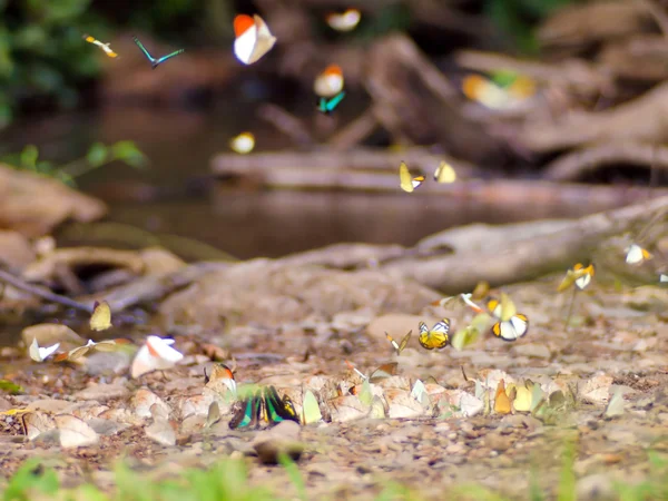 Vlinder . — Stockfoto