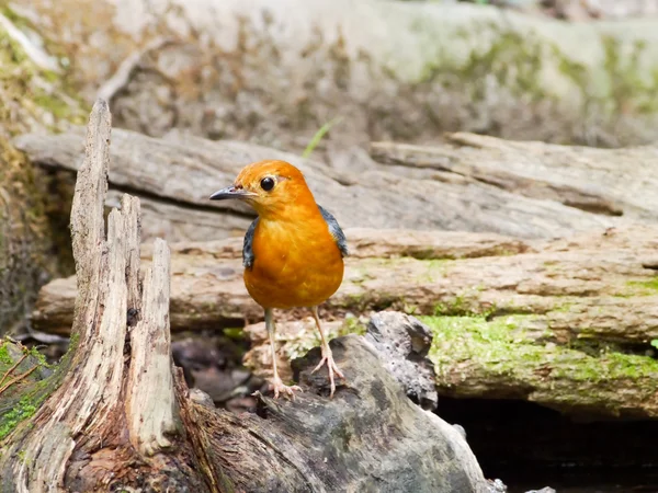 Oranje-headed lijsters — Stockfoto