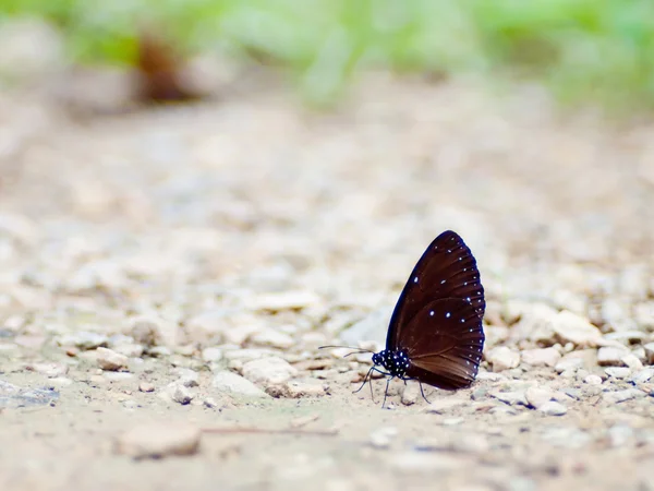 Motýl . — Stock fotografie