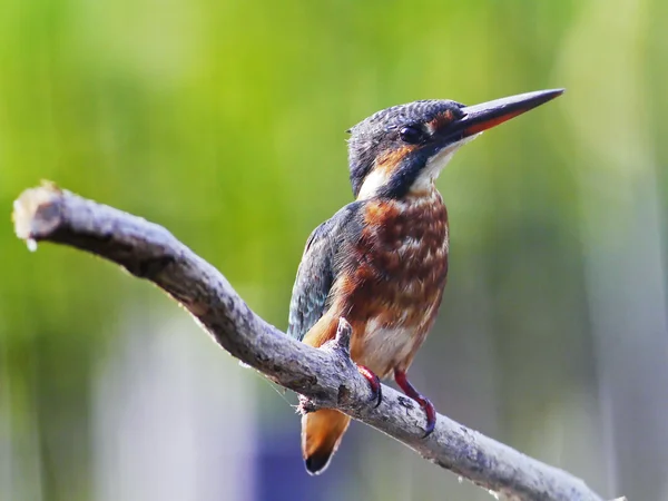 Ortak Kingfisher. — Stok fotoğraf