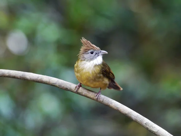 Bulbul ocráceo — Foto de Stock