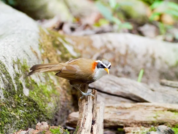 Pomatorhinus schisticeps (beyaz kaşlı pala yedikardeşi) — Stok fotoğraf