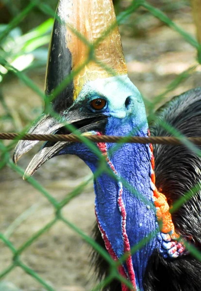 Bird cassowary. — Stock Photo, Image