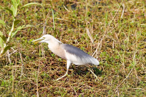 Bird egret in lake . — Stock Photo, Image