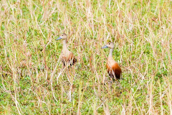 Pássaro menor pato assobiador  . — Fotografia de Stock