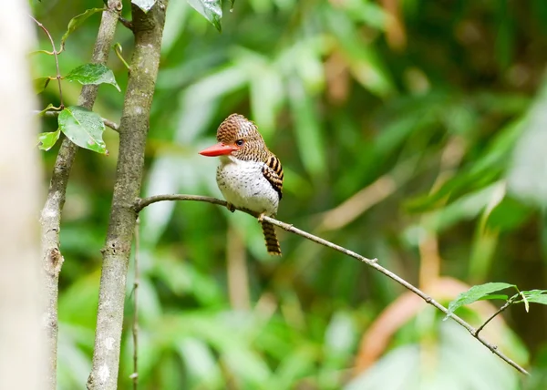 Bird banded kingfisher . — Stock Photo, Image