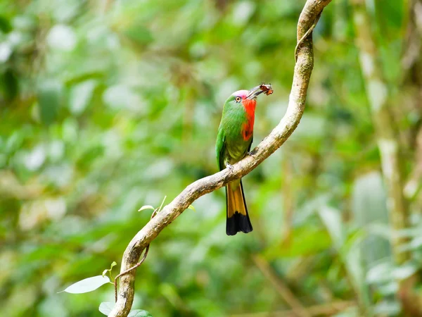 Rudovousý bee-eater — Stock fotografie