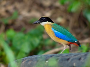 Kuş mavisi kanat pide .