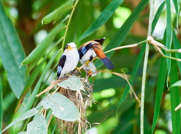 Stříbrný pták broadbill. — Stock fotografie