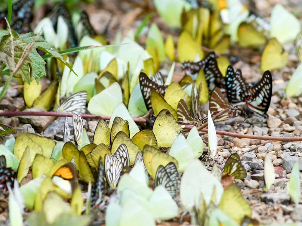 Schmetterling . — Stockfoto