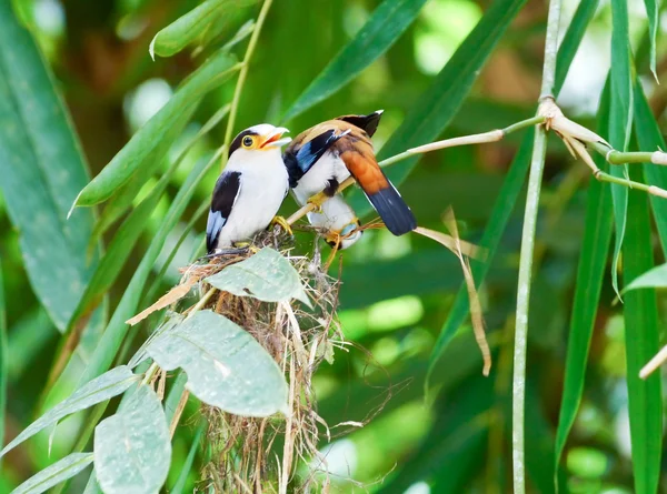 Petit bec argenté oiseau . — Photo