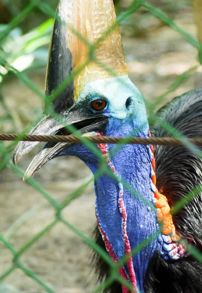 Bird cassowary. — Stock Photo, Image