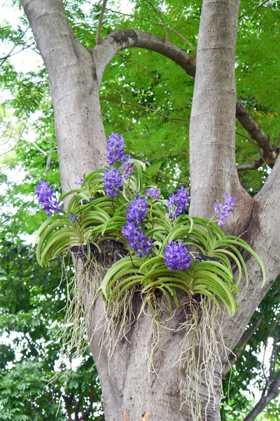 紫色兰花 . — 图库照片