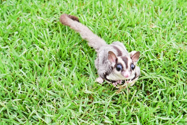 Sugar Gliders . — Stock Photo, Image