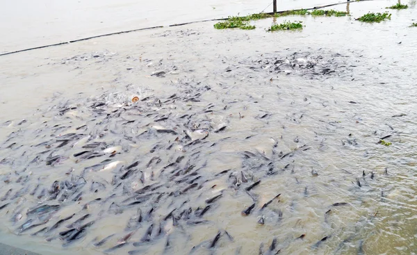 Feeding fish . — Stock Photo, Image