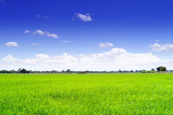 Field in blue sky. — Stock Photo, Image