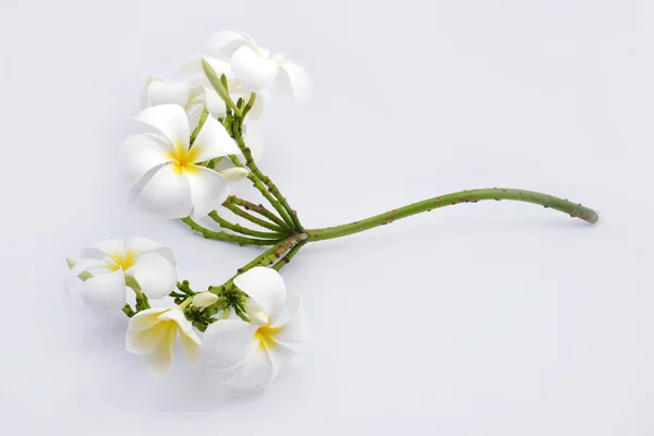 Isolato di fiore bianco . — Foto Stock