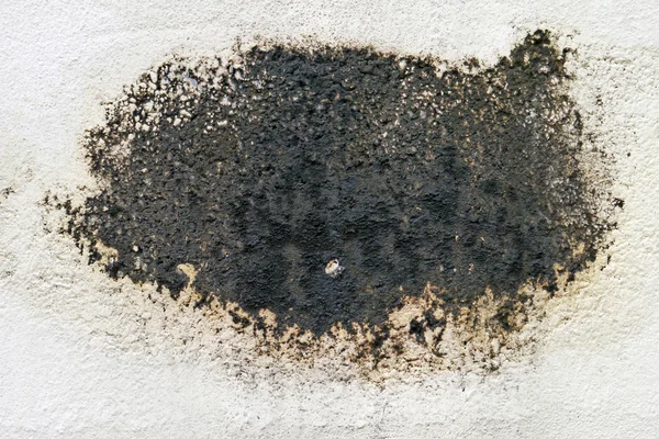 Black mold. — Stock Photo, Image