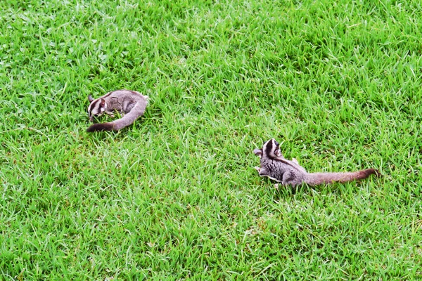 Sugar Gliders . — Stock Photo, Image