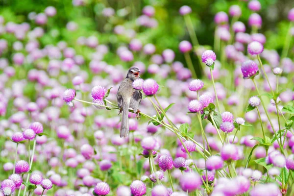 Globe amaranth flowers . — Stock Photo, Image