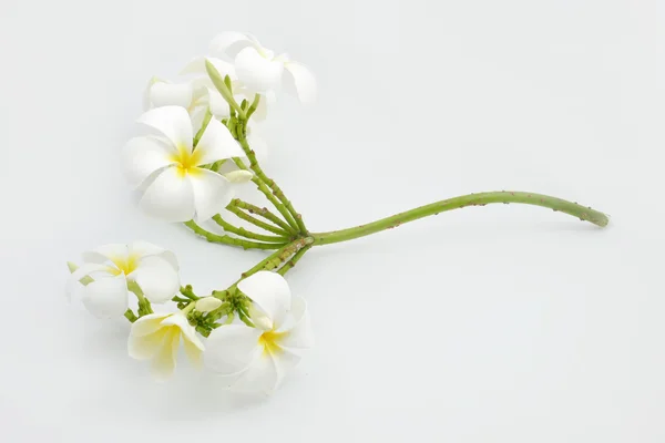 Fiore bianco — Foto Stock