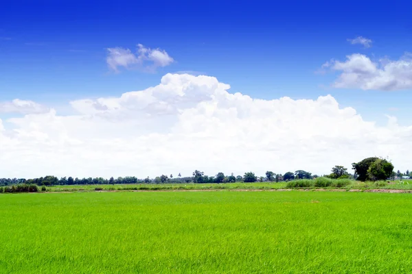 Fält i blå himmel. — Stockfoto