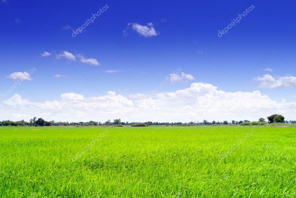 Field in blue sky.