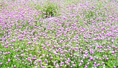 Küre mor çiçekler .