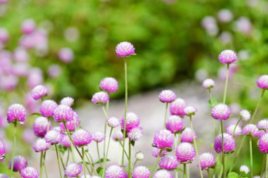 Küre mor çiçekler .