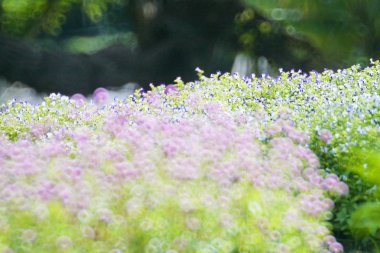 Küre mor çiçekler