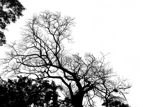 Силуэт дерева  . — стоковое фото