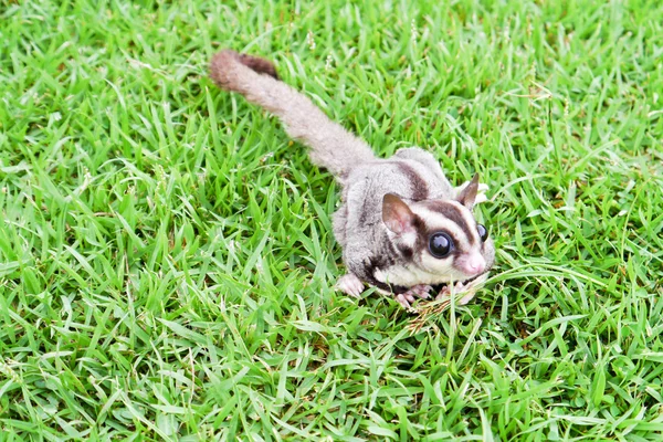 Sugar Gliders . — Stock Photo, Image