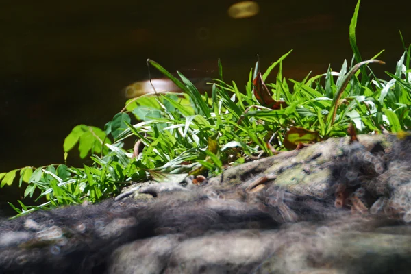 Luz en el jardín  . — Foto de Stock